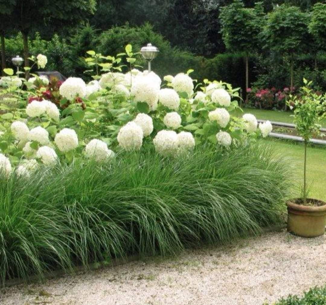 Гортензия Анабель и злаки