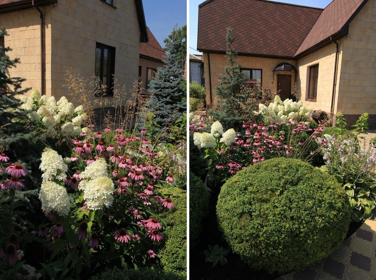 Гортензия и туя Даника