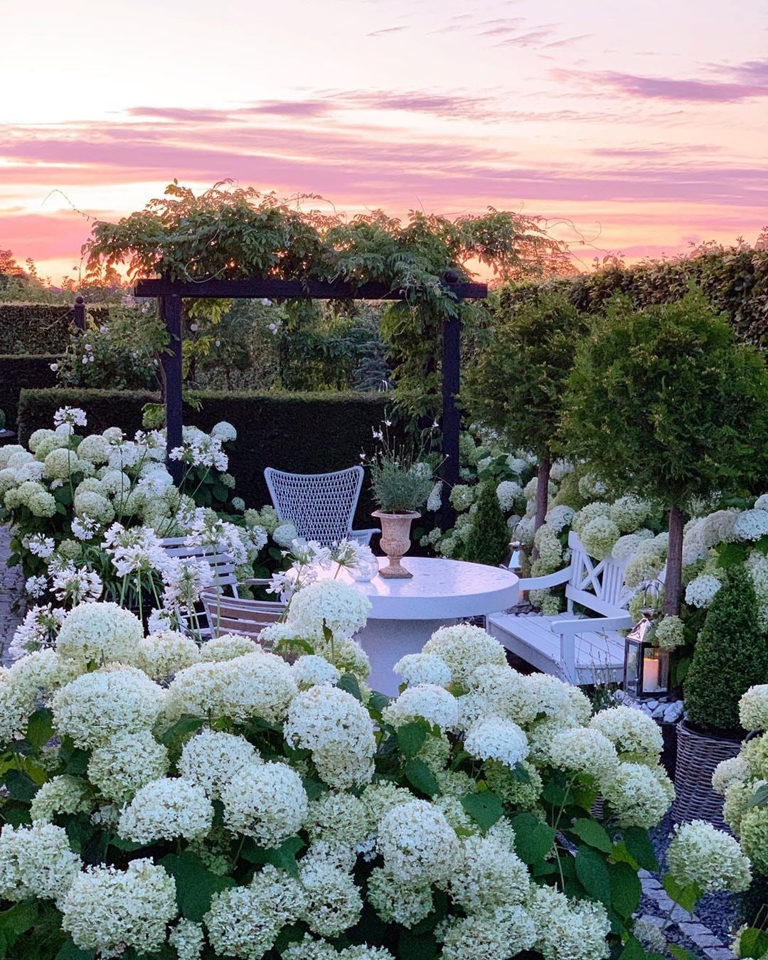 Гортензия пастель Грин в ландшафтном дизайне