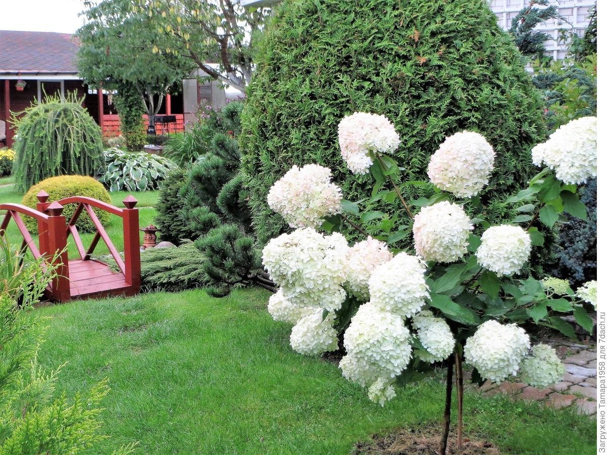 Гортензия метельчатая Анабель
