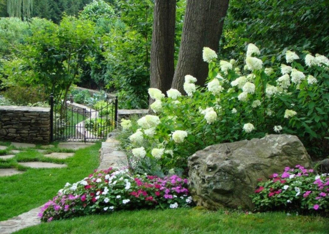 Гортензия метельчатая Левана