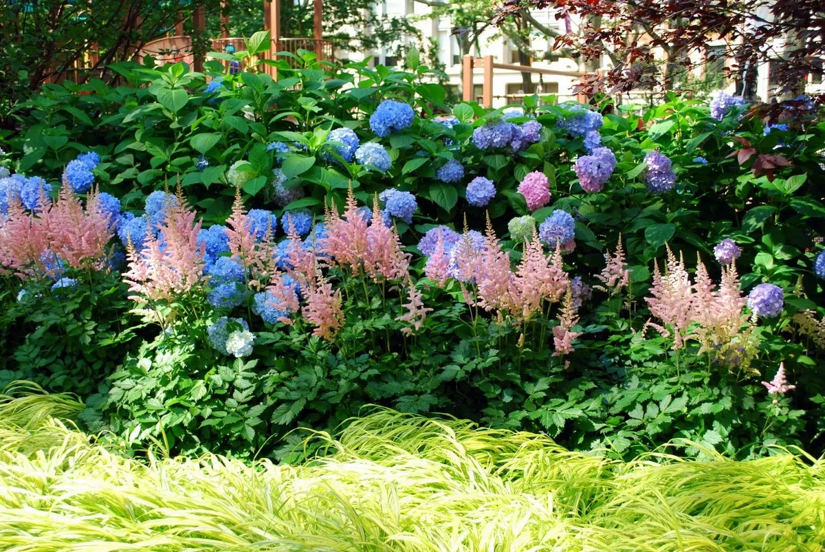 Клумба гортензия Хоста астильба