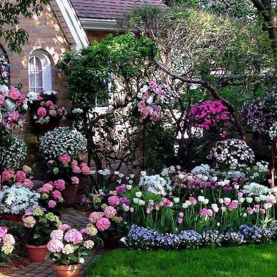 Гортензия ампельная Роуз