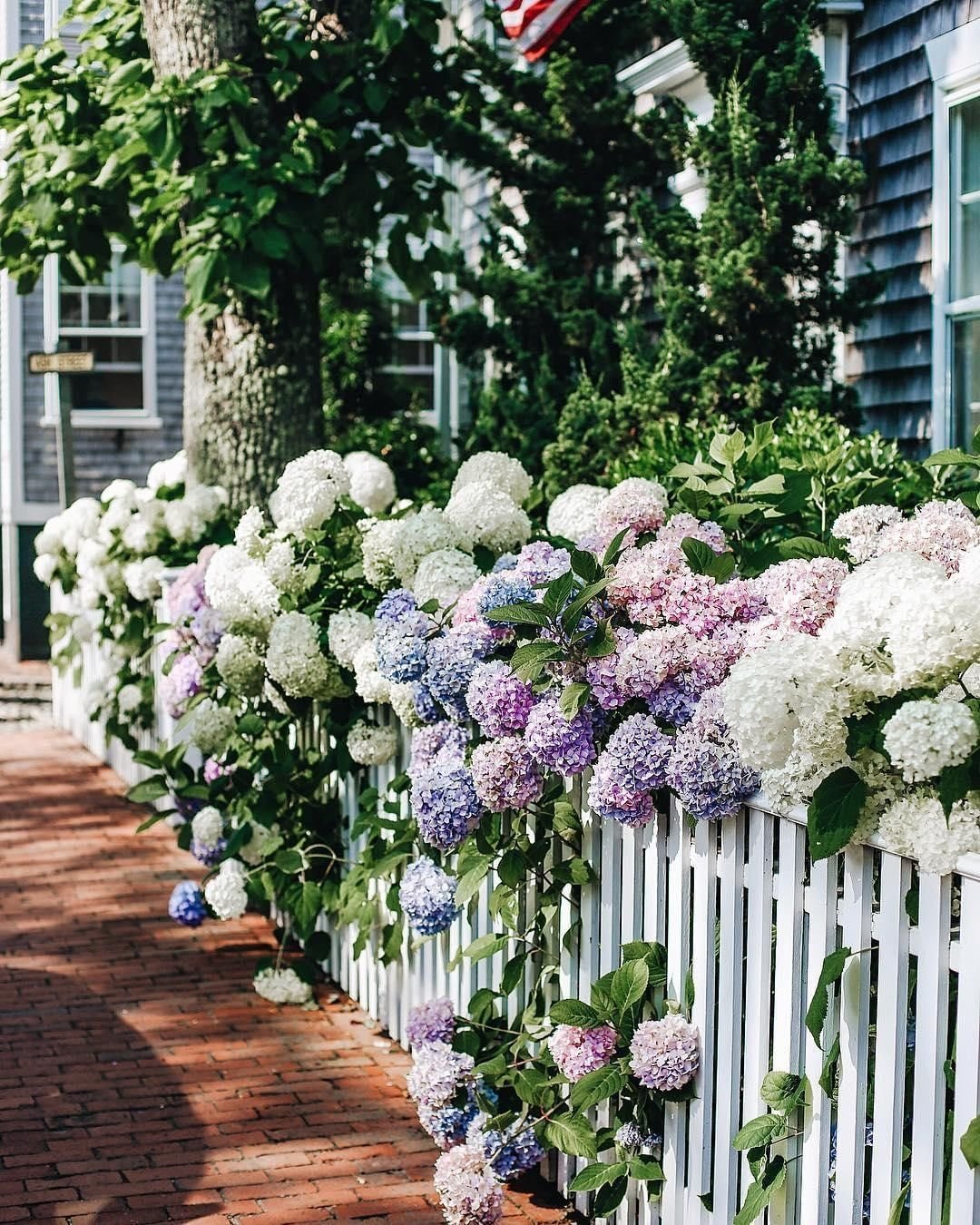 Домик гортензия Шеварднадзе