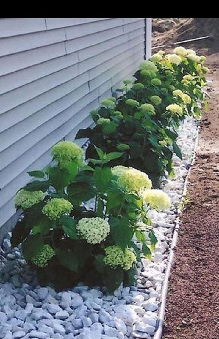 Гортензия и Хоста