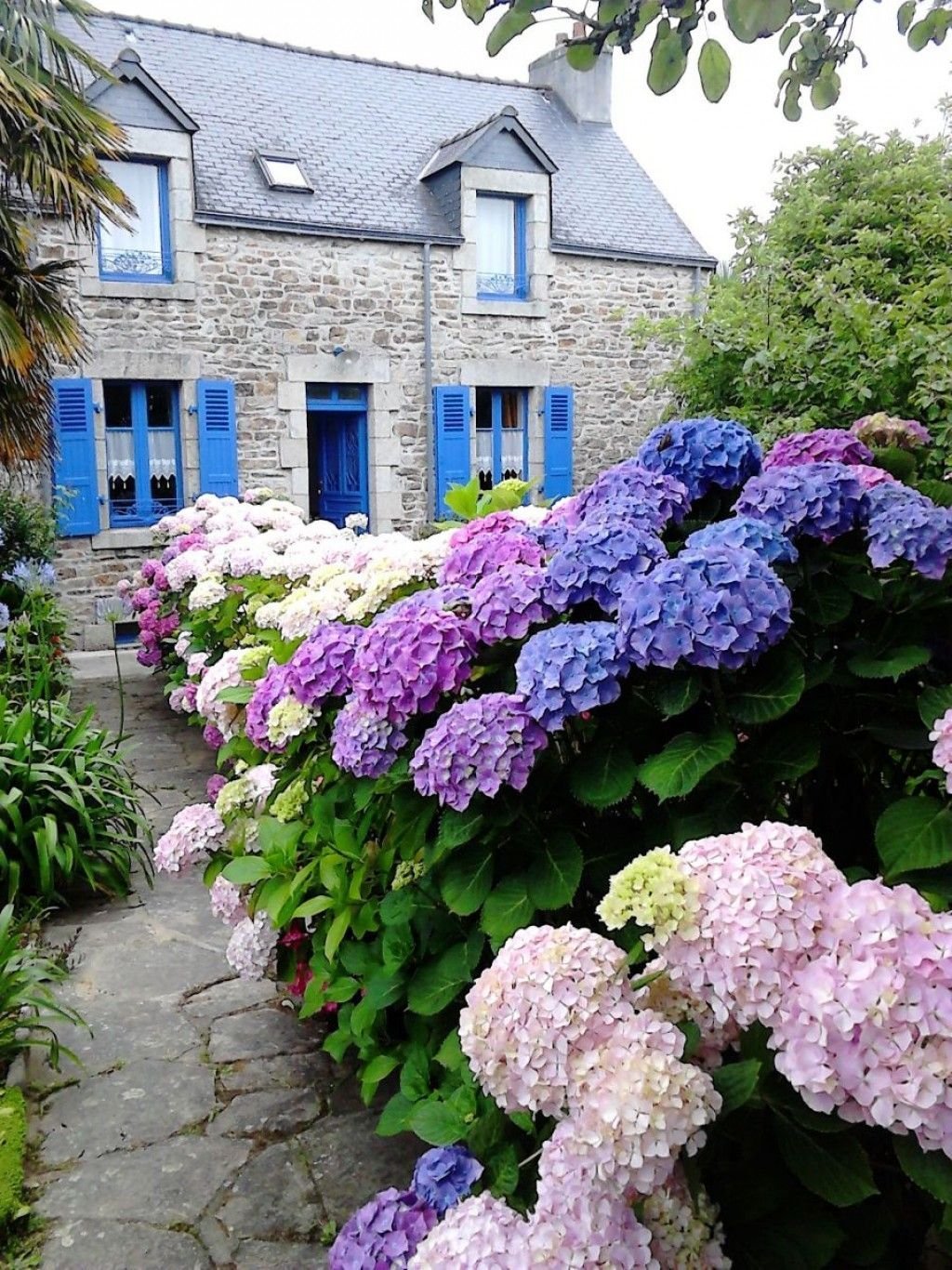 Гортензия крупнолистная Бенилюкс