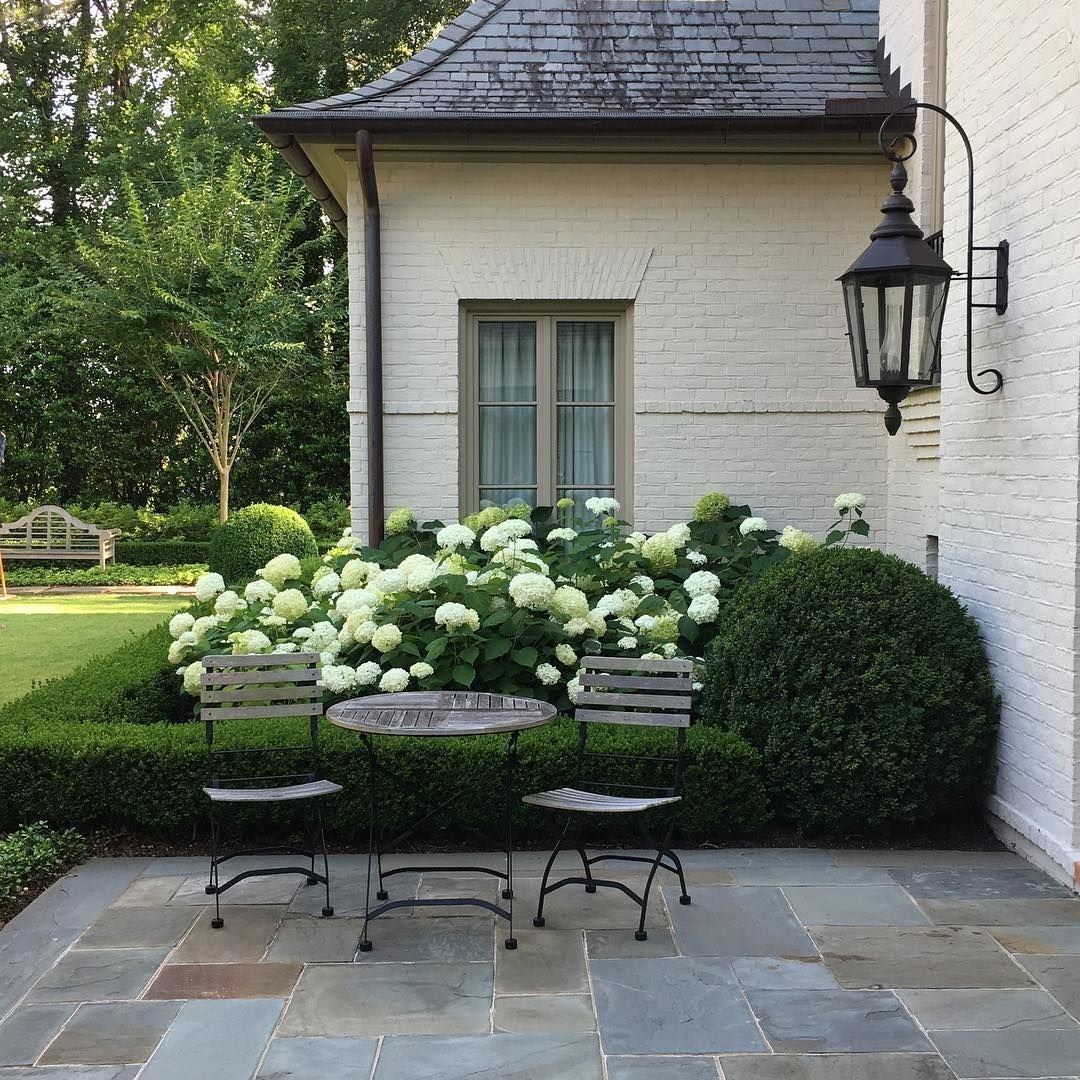 Гортензия Аннабель входная зона