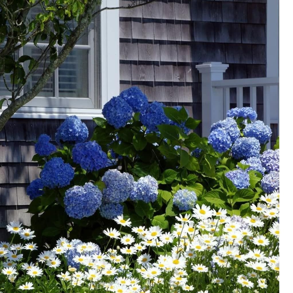 Гортензия Polestar