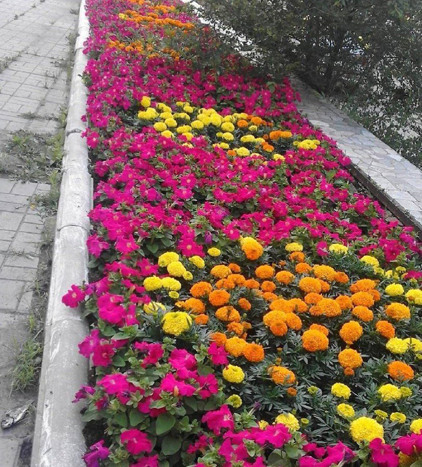 Эшшольция агератум рабатка