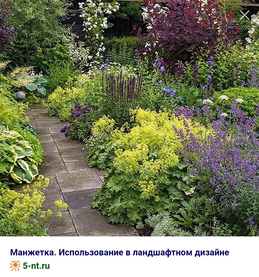 Манжетка Садовая