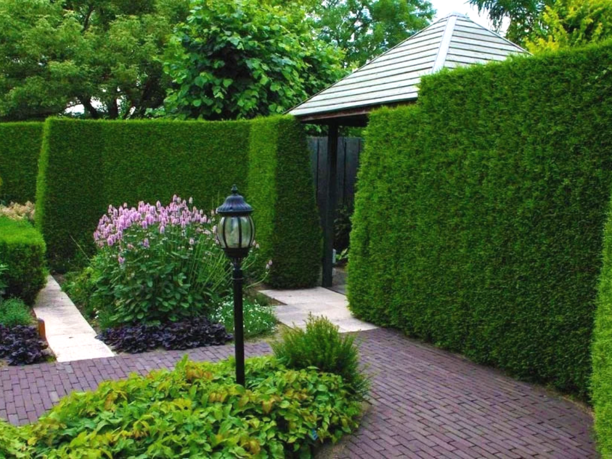 Туя Брабант Живая изгородь