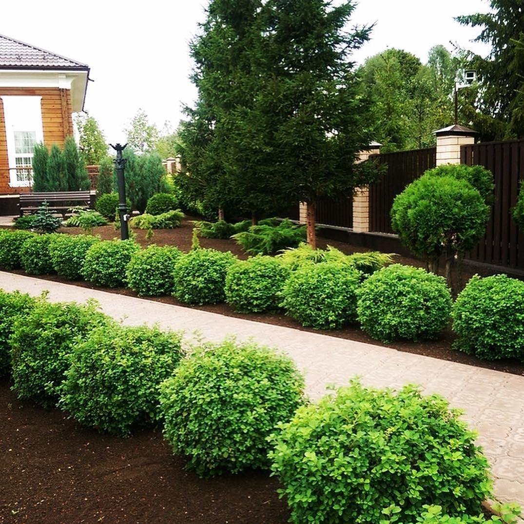 Туя Даника вдоль дорожки