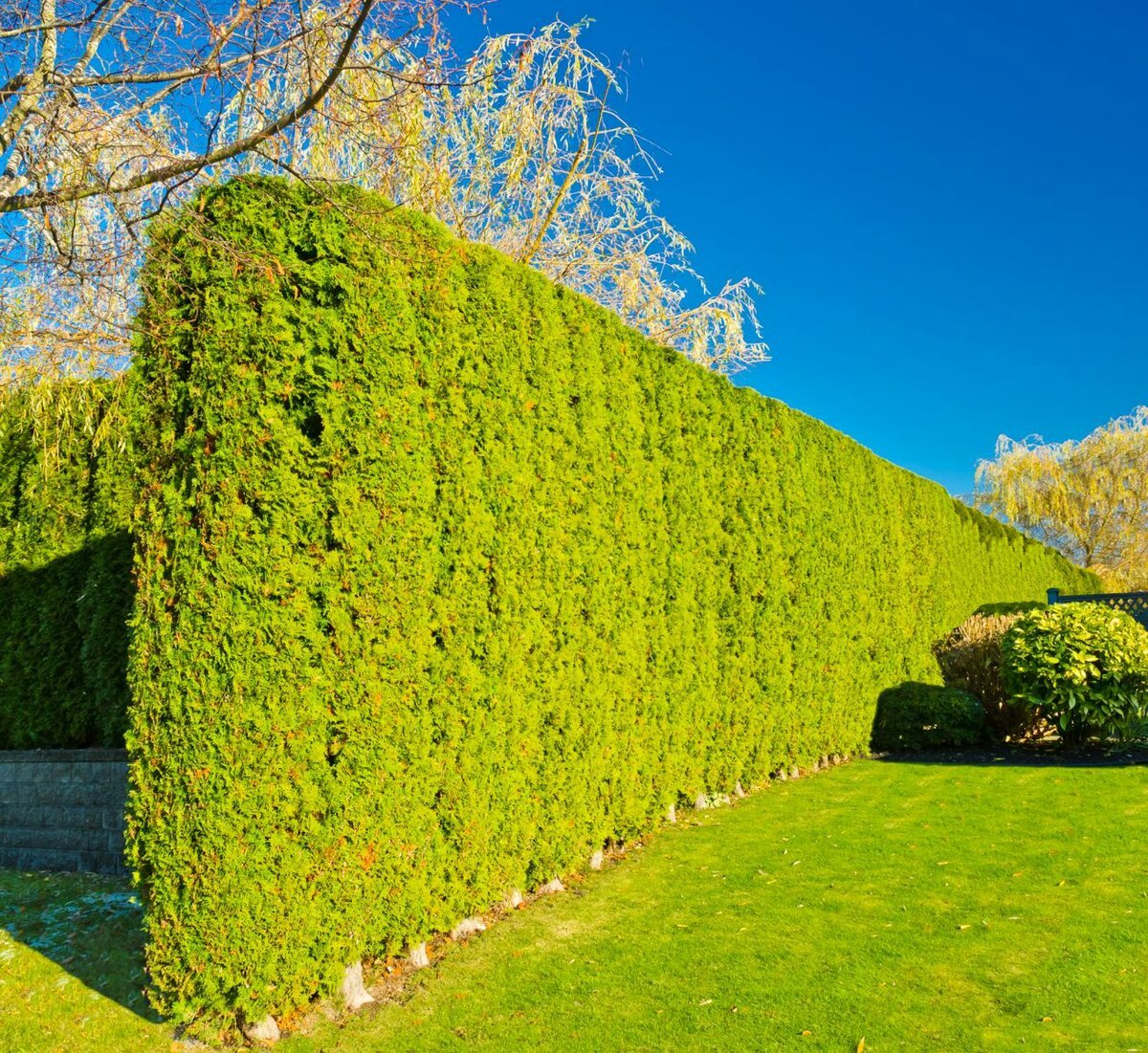 Зеленая Лиственная Живая изгородь