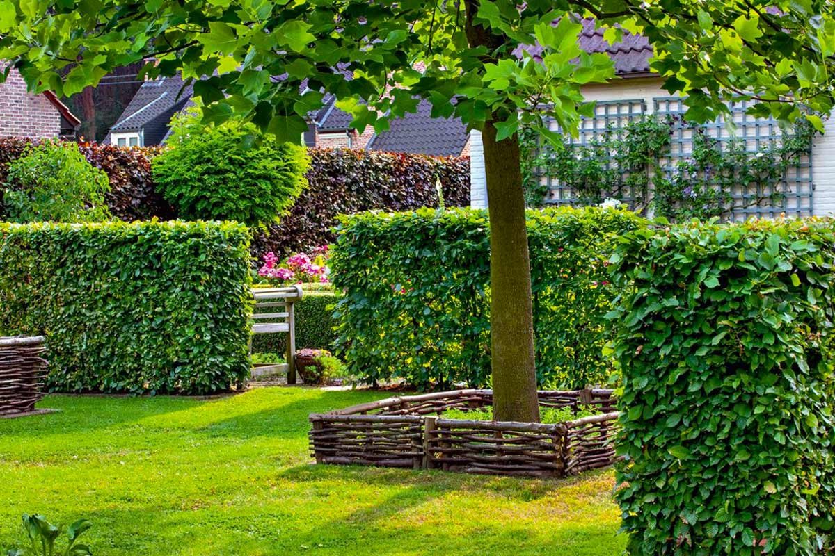 Граб изгородь