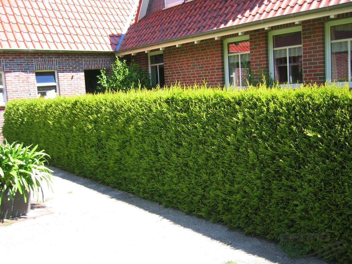 Туя Смарагд изгородь