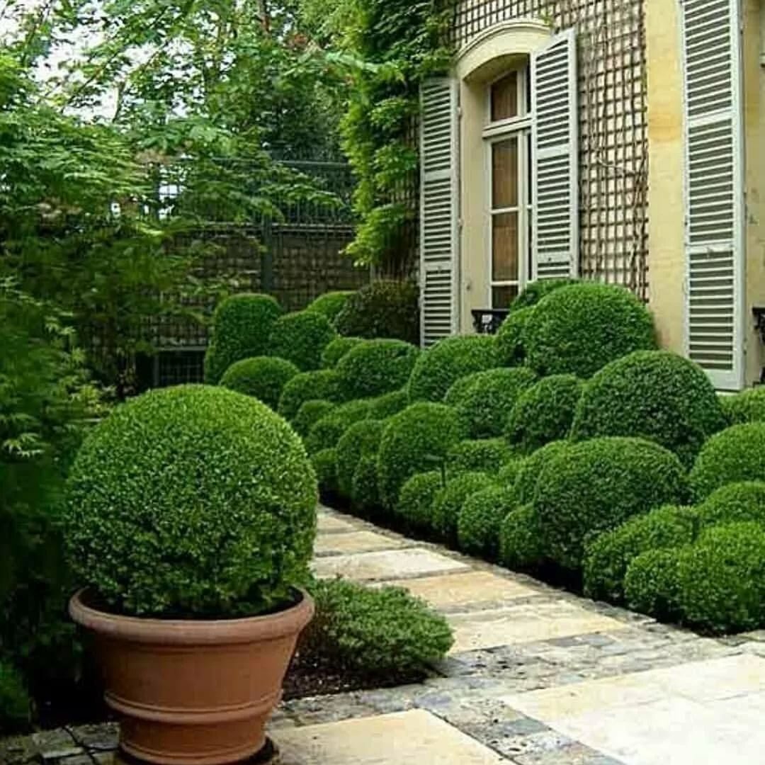 Туя Даника Живая изгородь