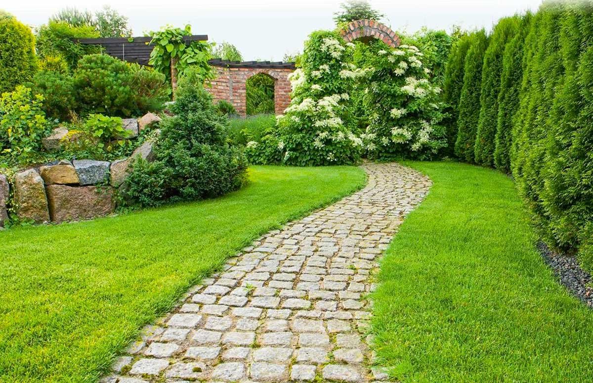 Туя Брабант Живая изгородь