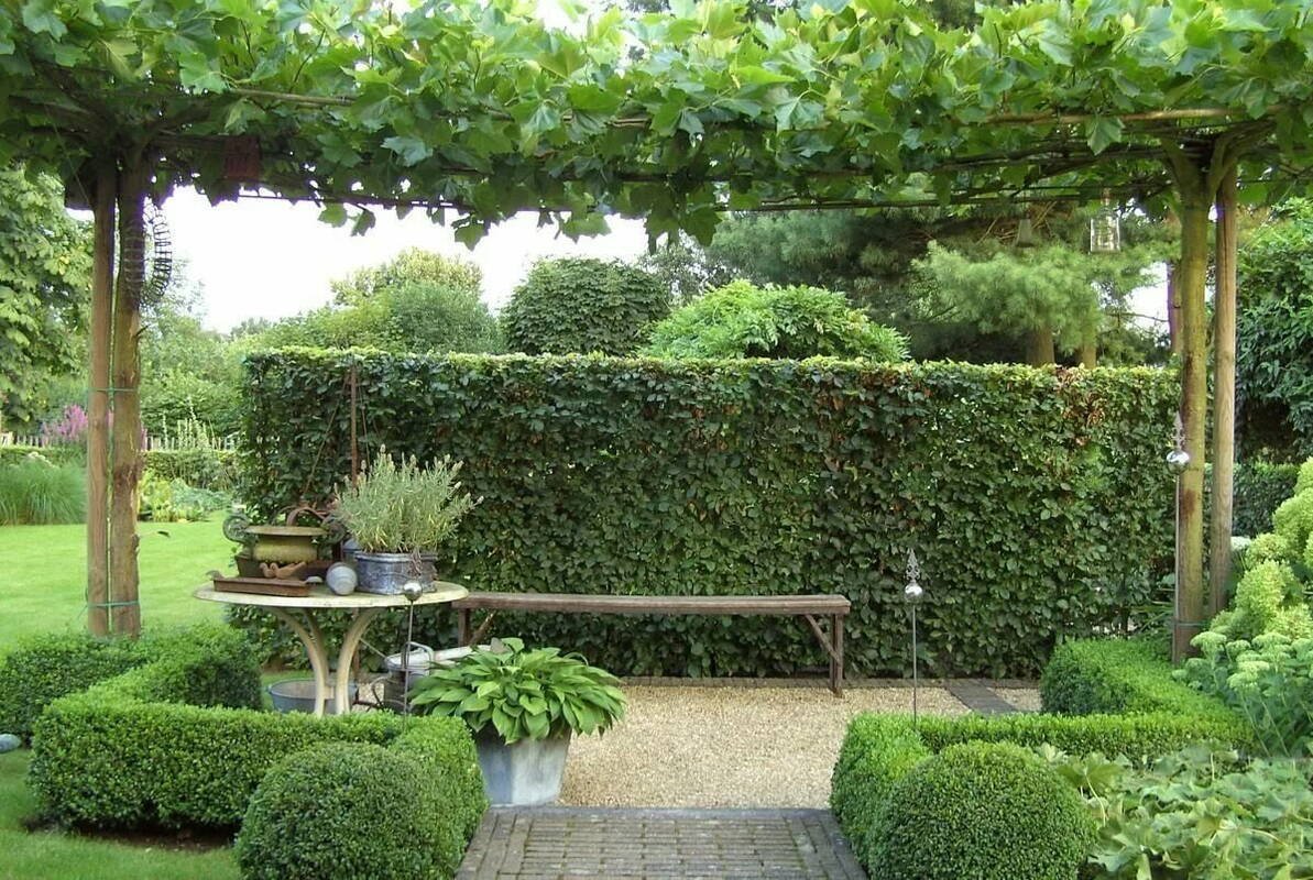 Живая изгородь французский сад Палисад