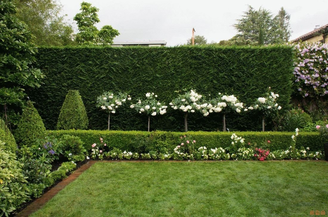 Живая изгородь Антонио Ватерери