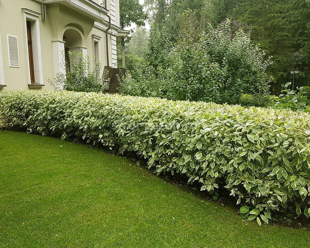 Дерен Элегантиссима Живая изгородь