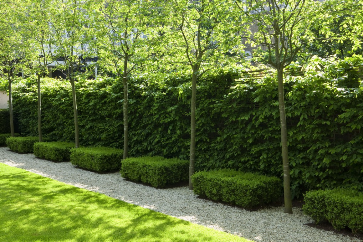 Клен Гиннала Живая изгородь