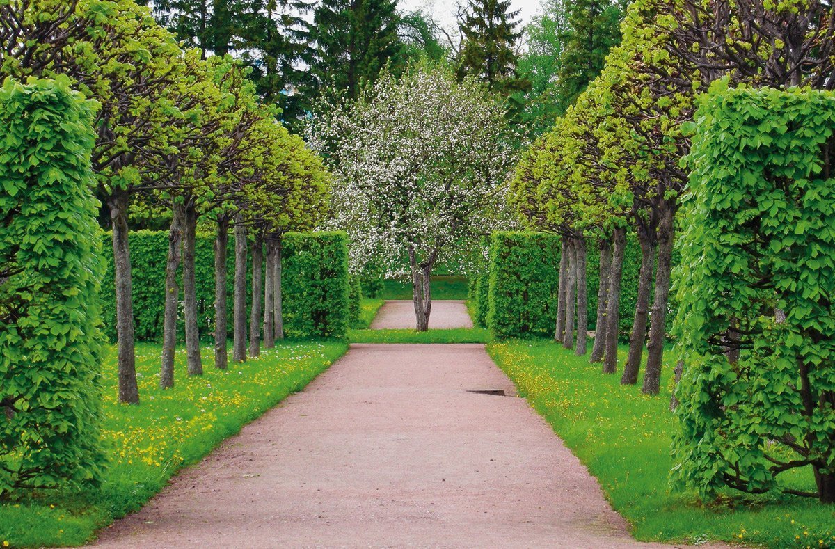 Шпалерная Живая изгородь