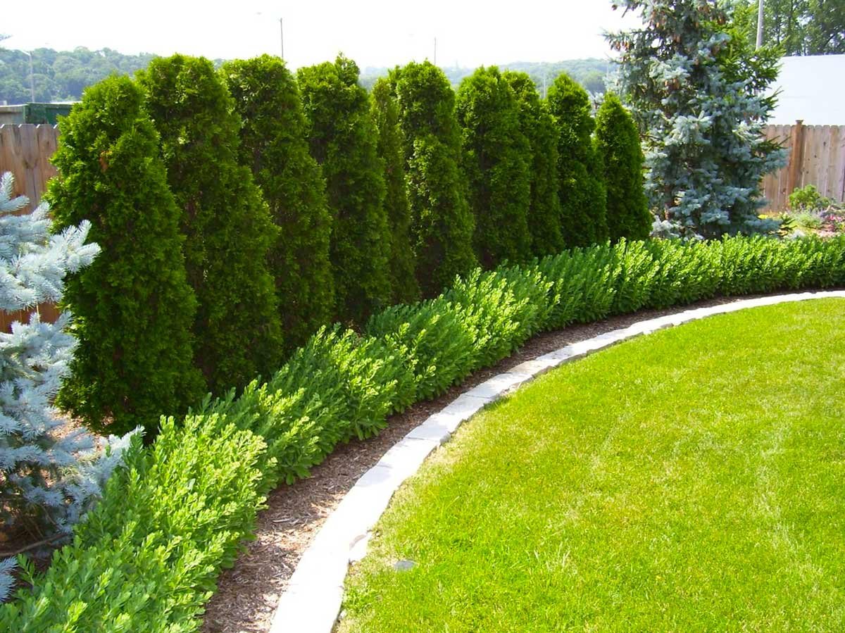 Туя Смарагд изгородь