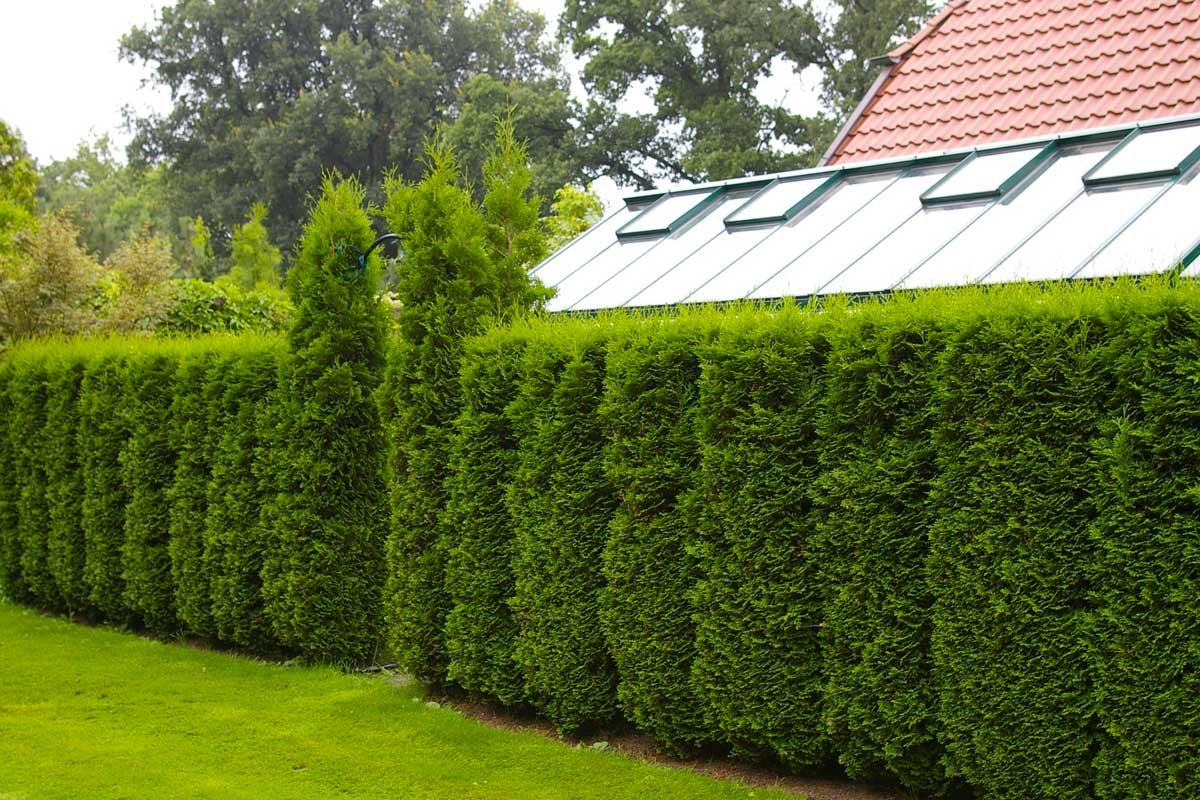 Туя Брабант Живая изгородь