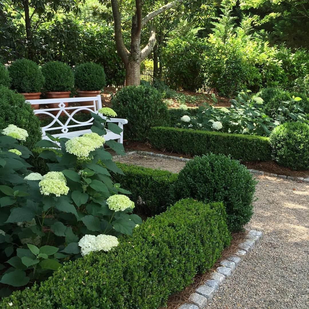 Туя Даника вдоль дорожки