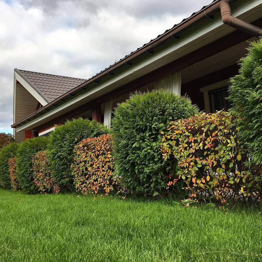 Пузыреплодник дерен кизильник