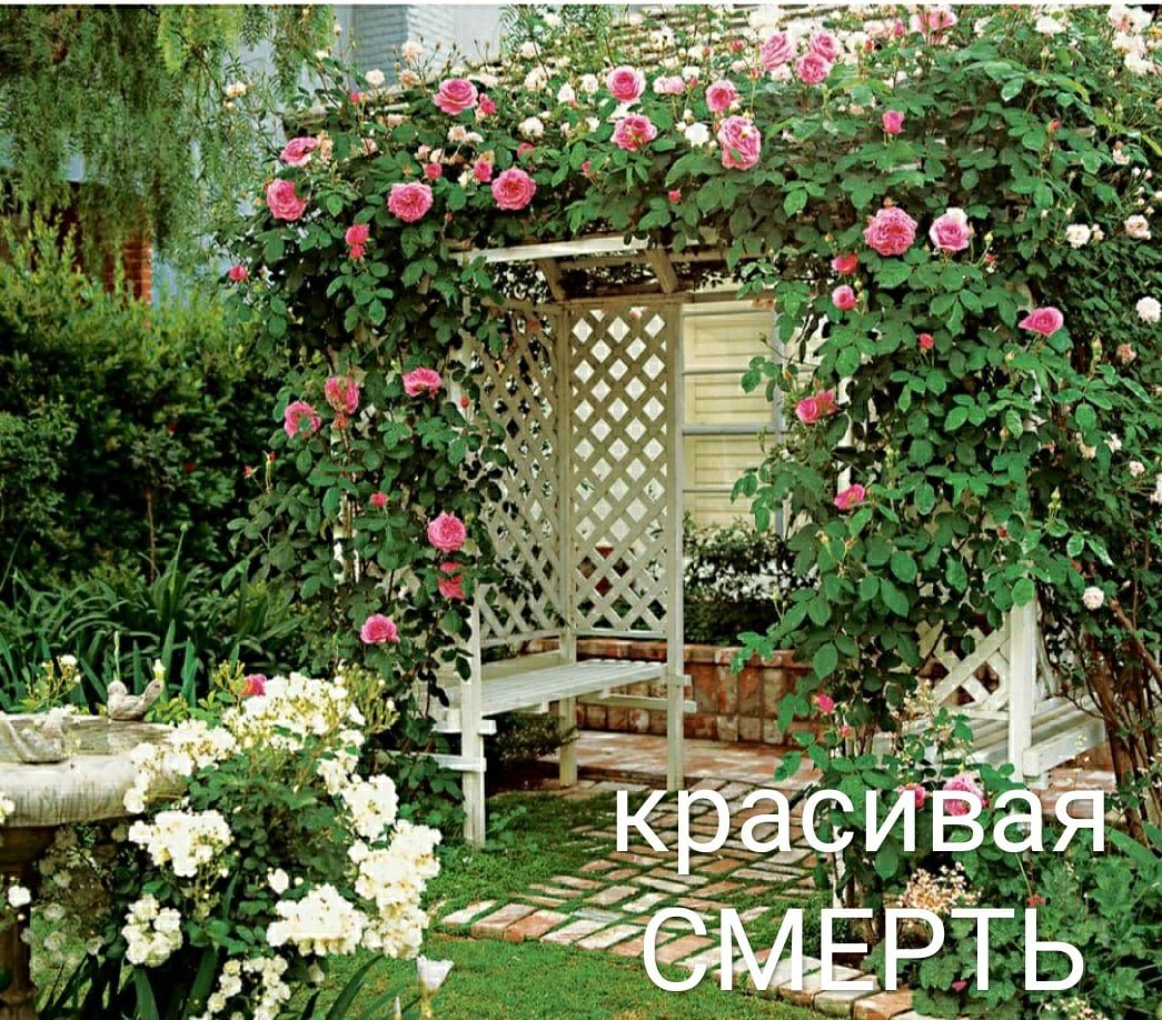Беседка вьющиеся растения ипомея