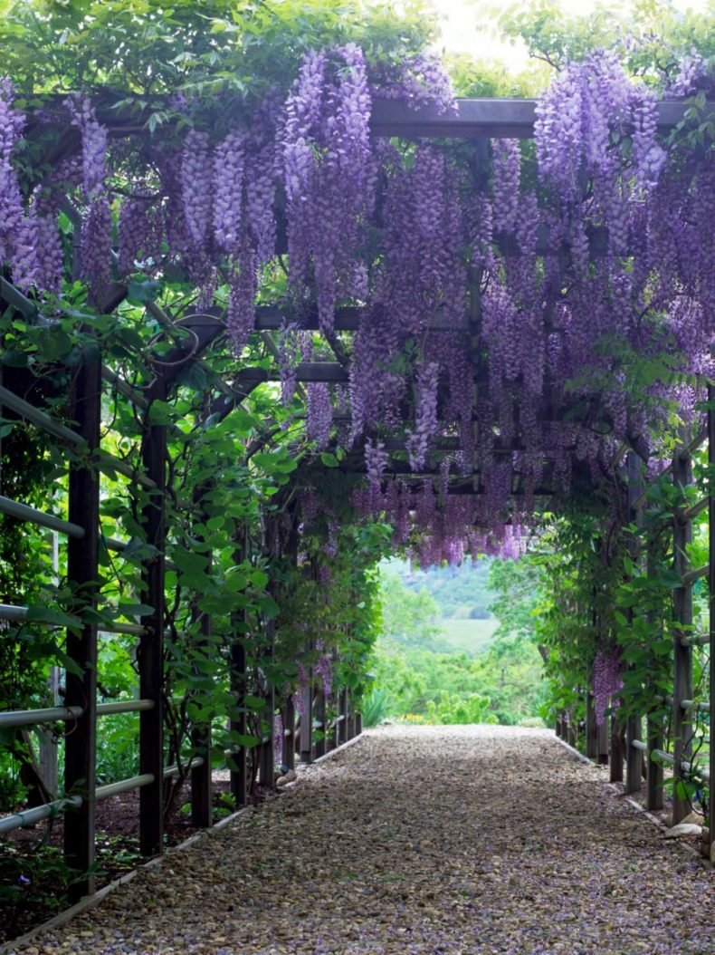 Wisteria sinensis Глициния китайская