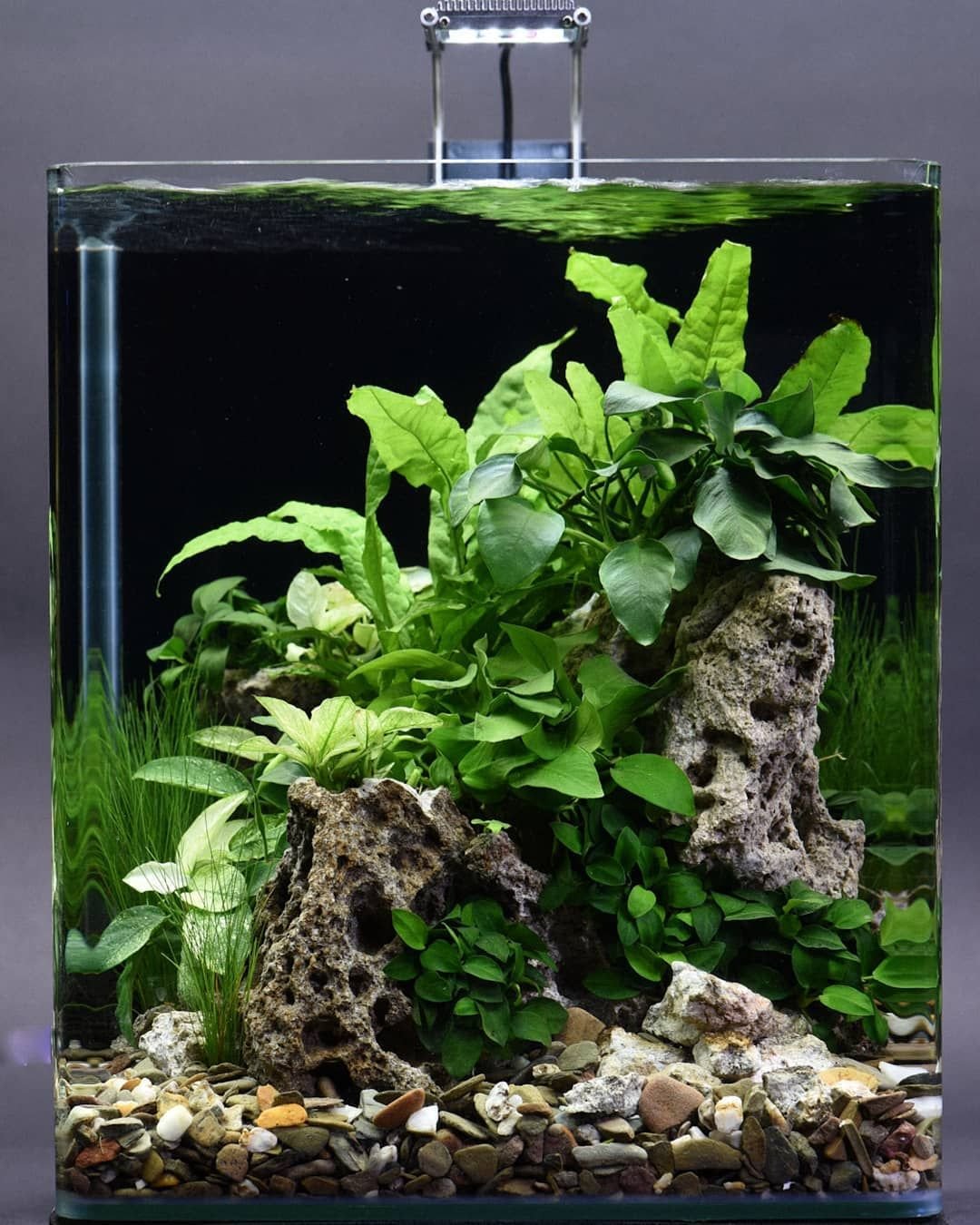 Dennerle Nano Cube 10