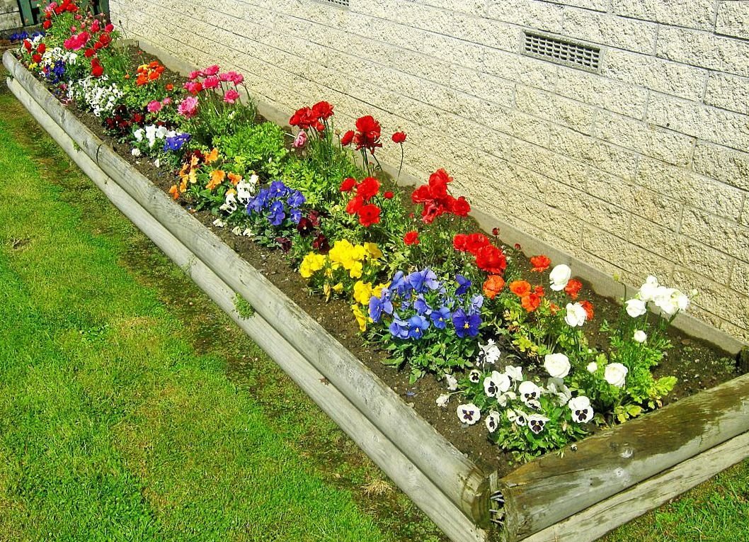 Цинии в рабатке