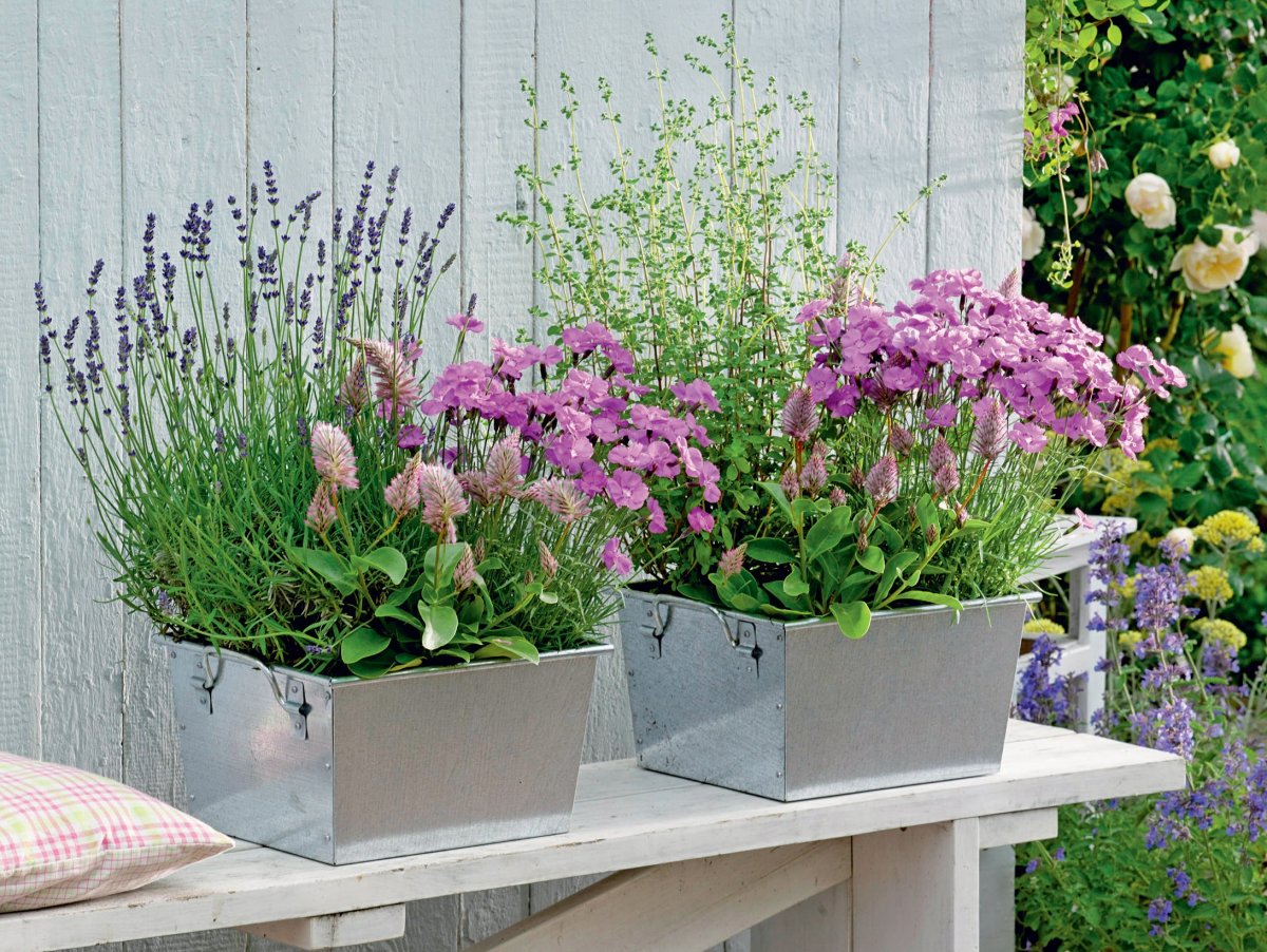 Лаванда стахис