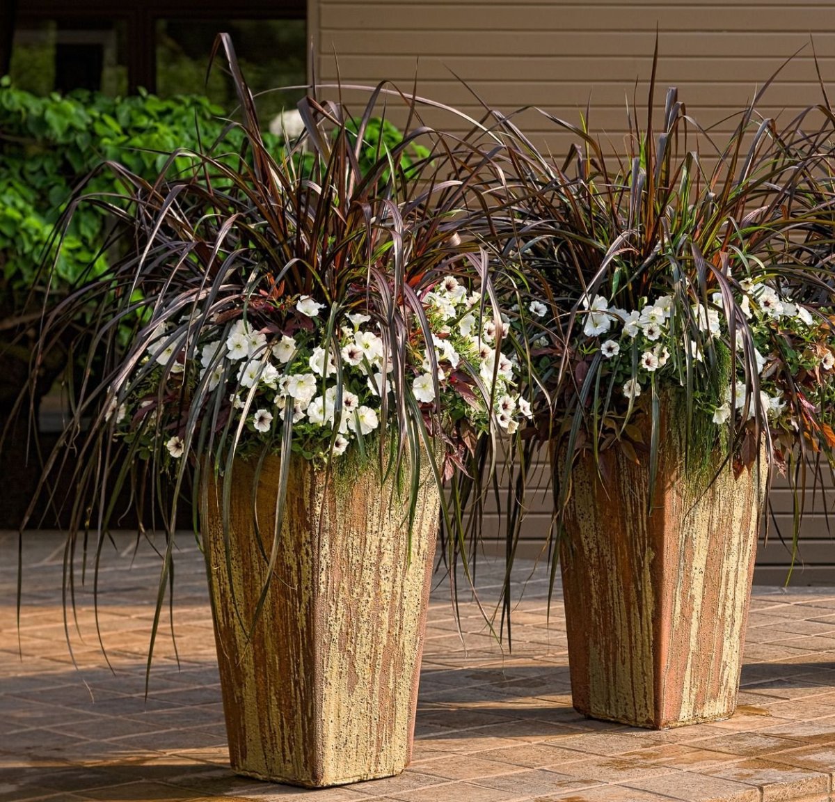 Пеннисетум пурпурный Вертиго