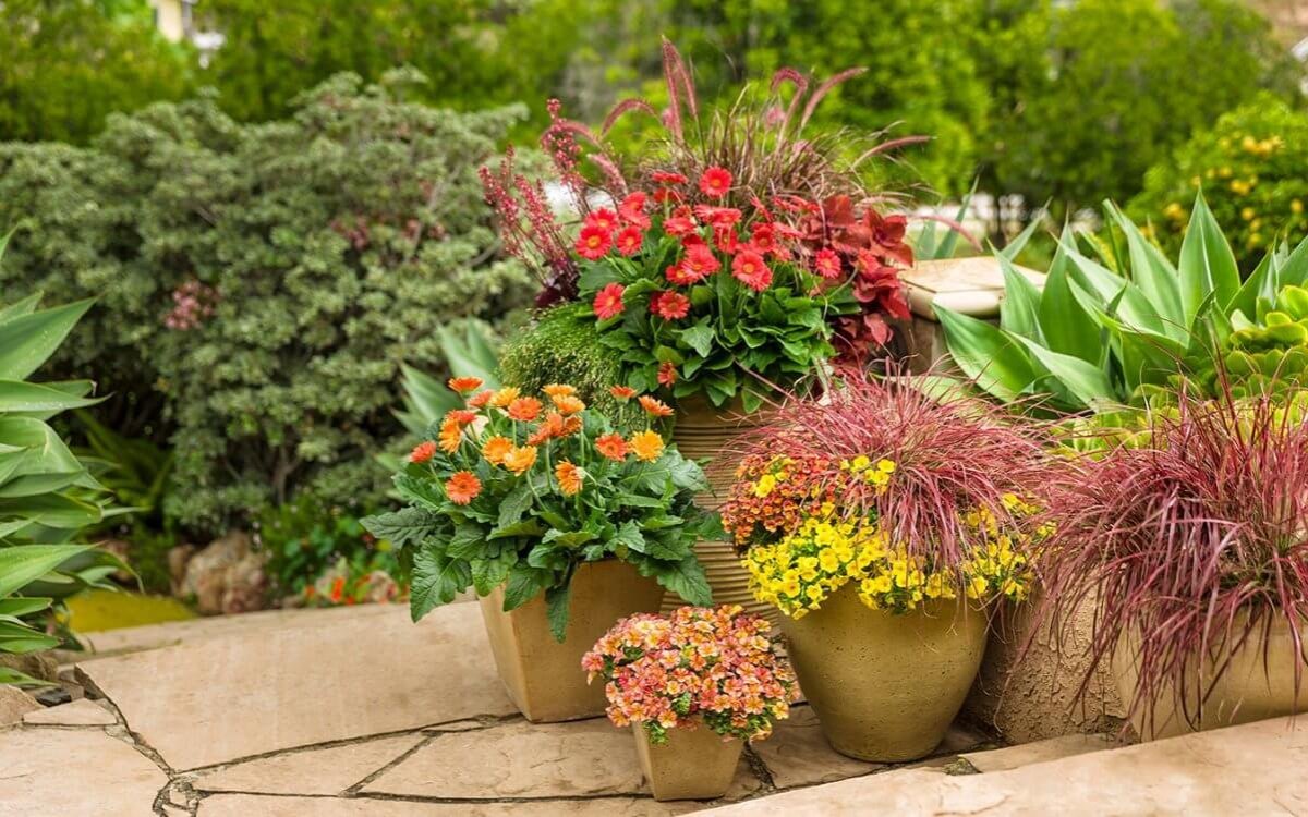 Цветы в вазонах на даче