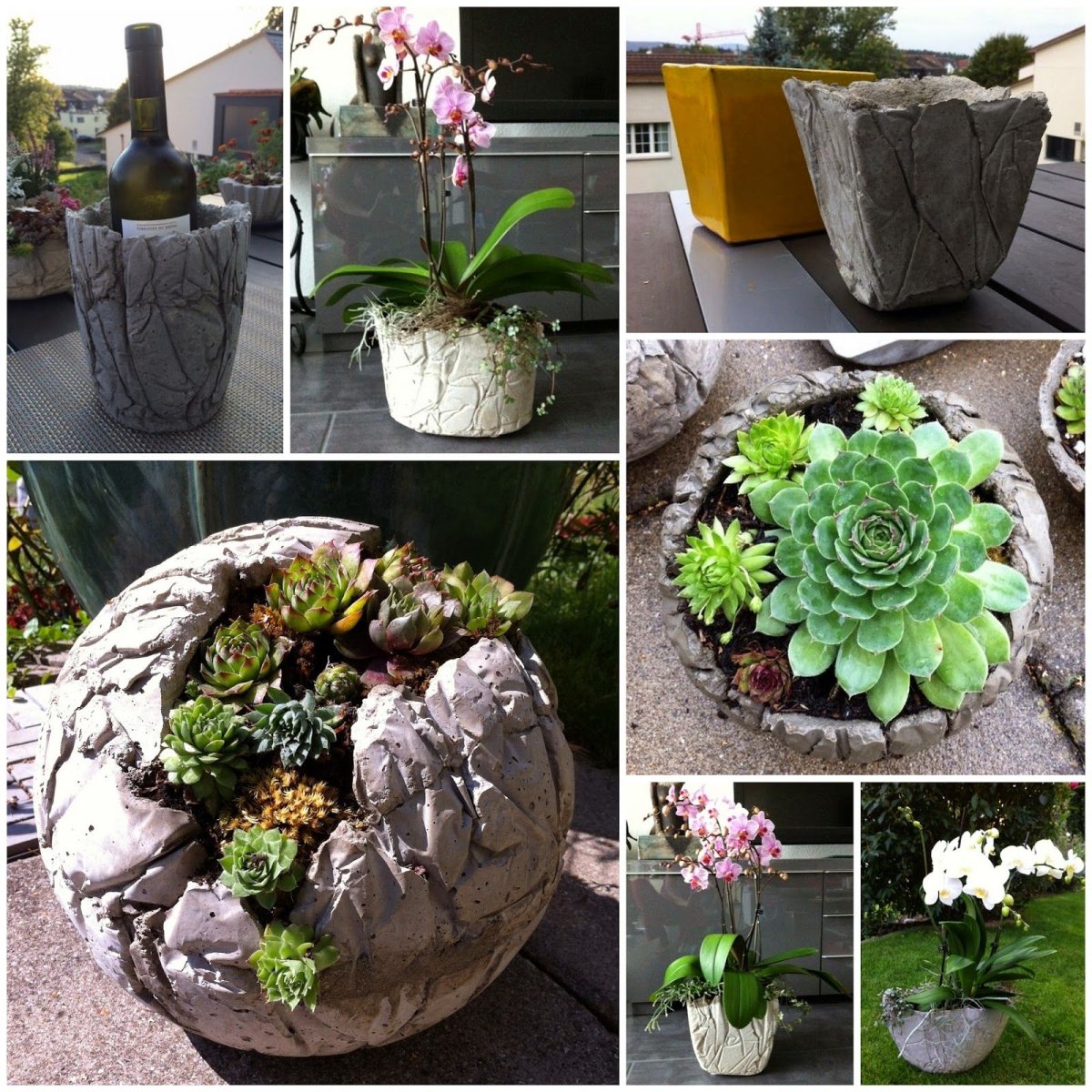 Молодило гипертуф