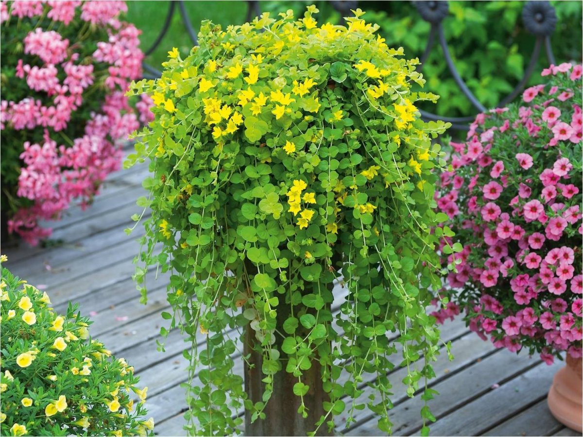 Растение монетчатый вербейник