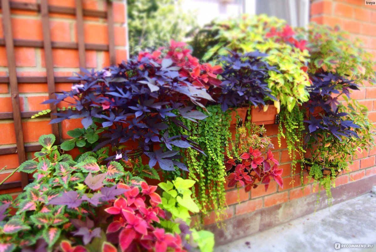 Ипомея батат ампельная