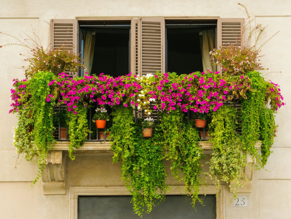 Вьющиеся садовые петуньи