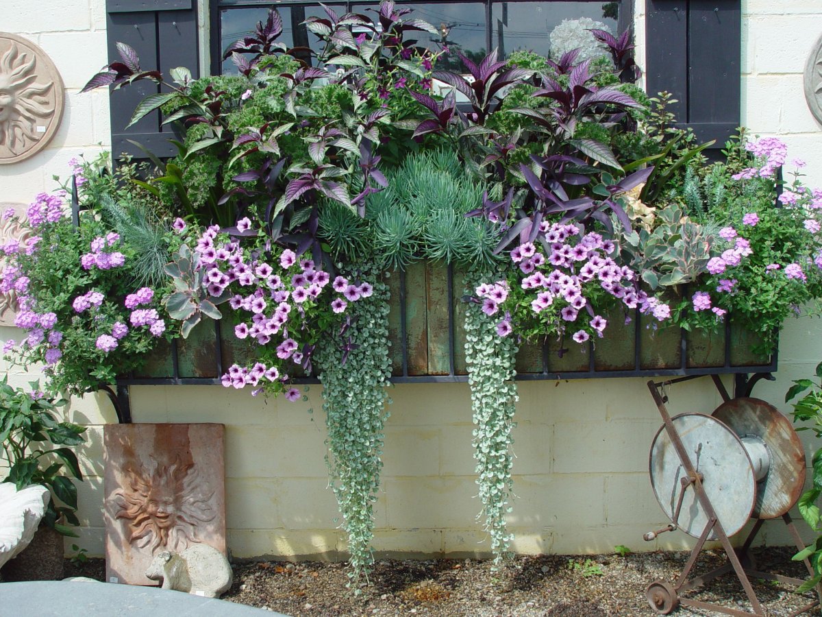 Ипомея ампельная