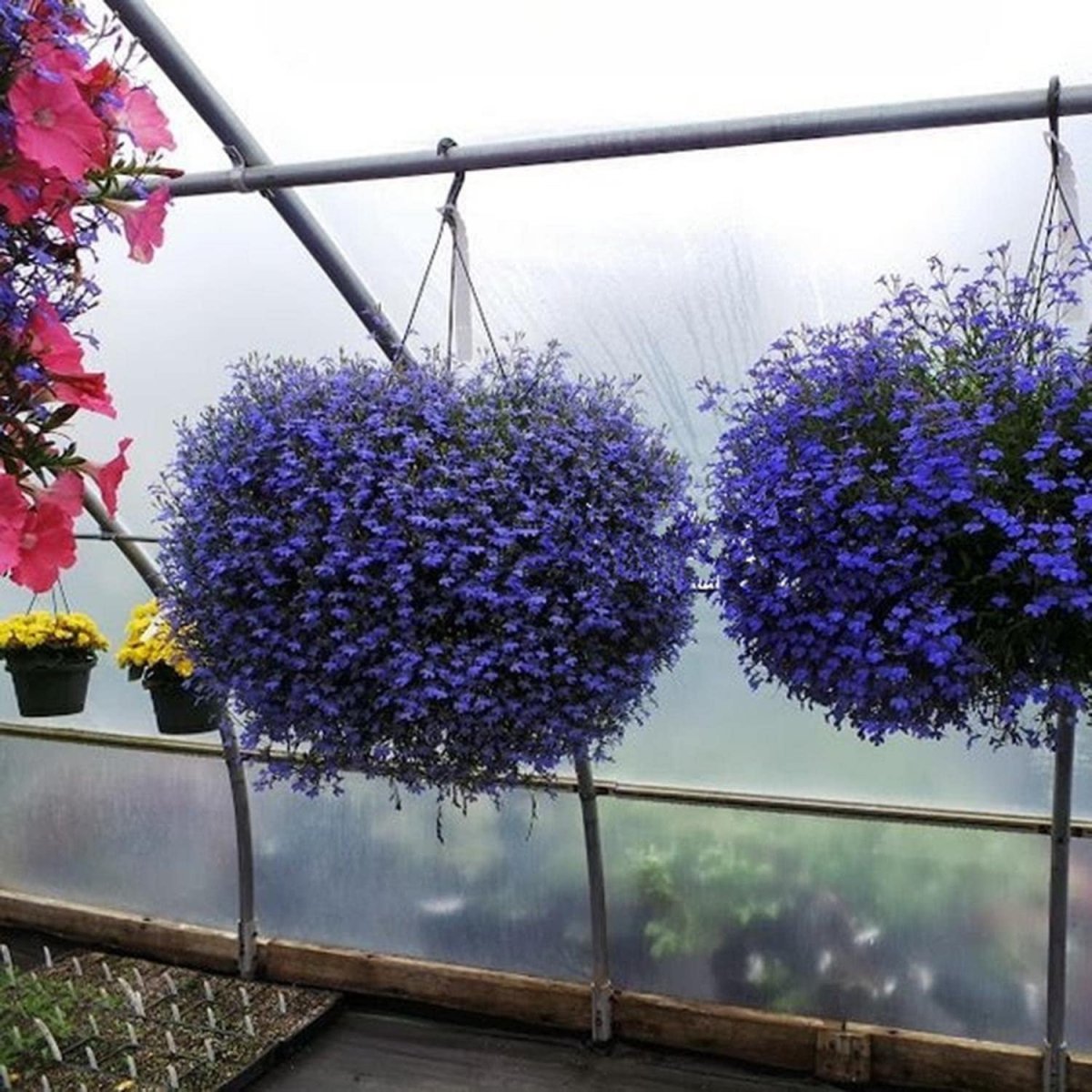 Лобелия Изабелла ампельная