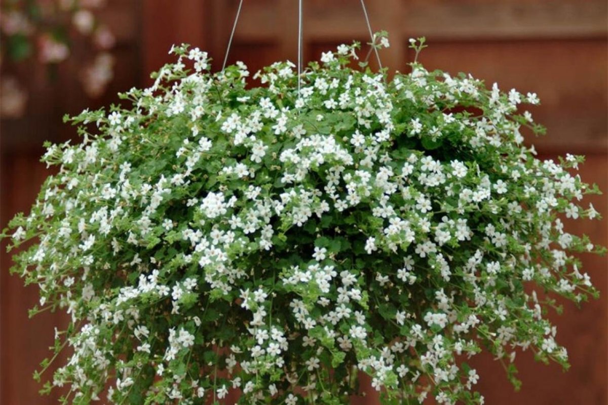 Бакопа ампельная