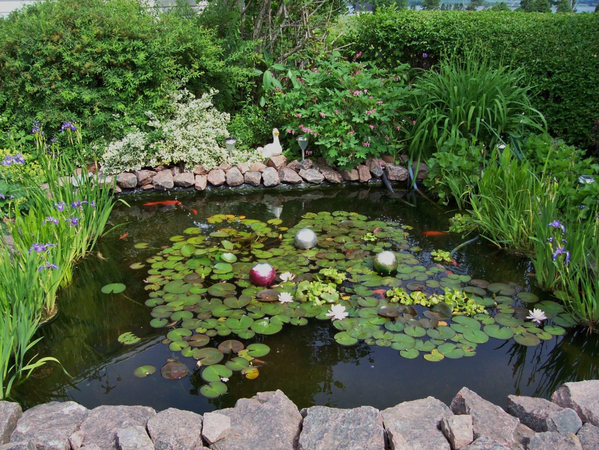 Ландшафт пруда