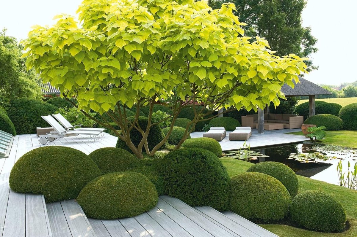 Ирга ниваки