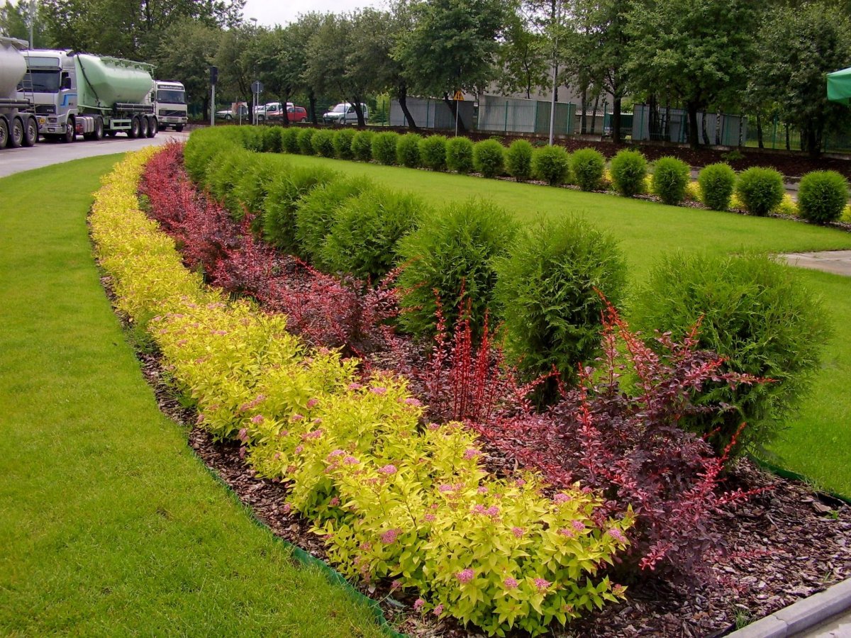 Барбарис Тунберга Живая изгородь