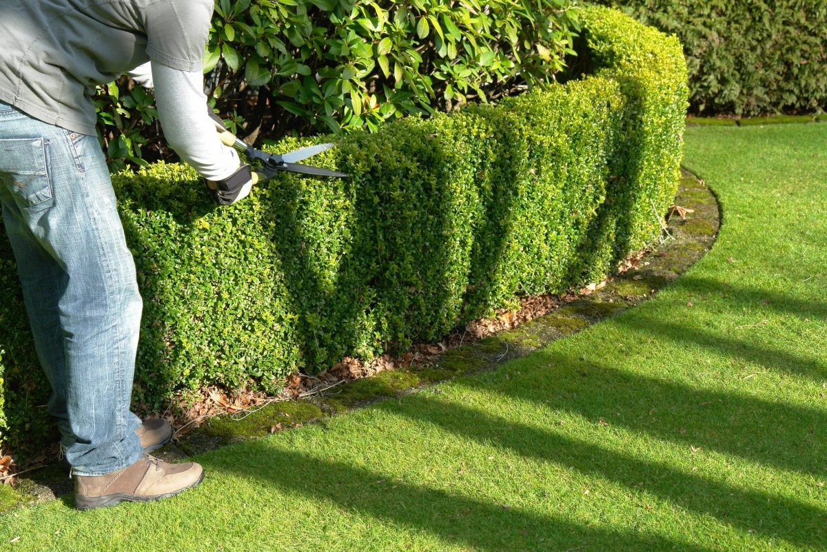 Самшит Буксус бордюрная