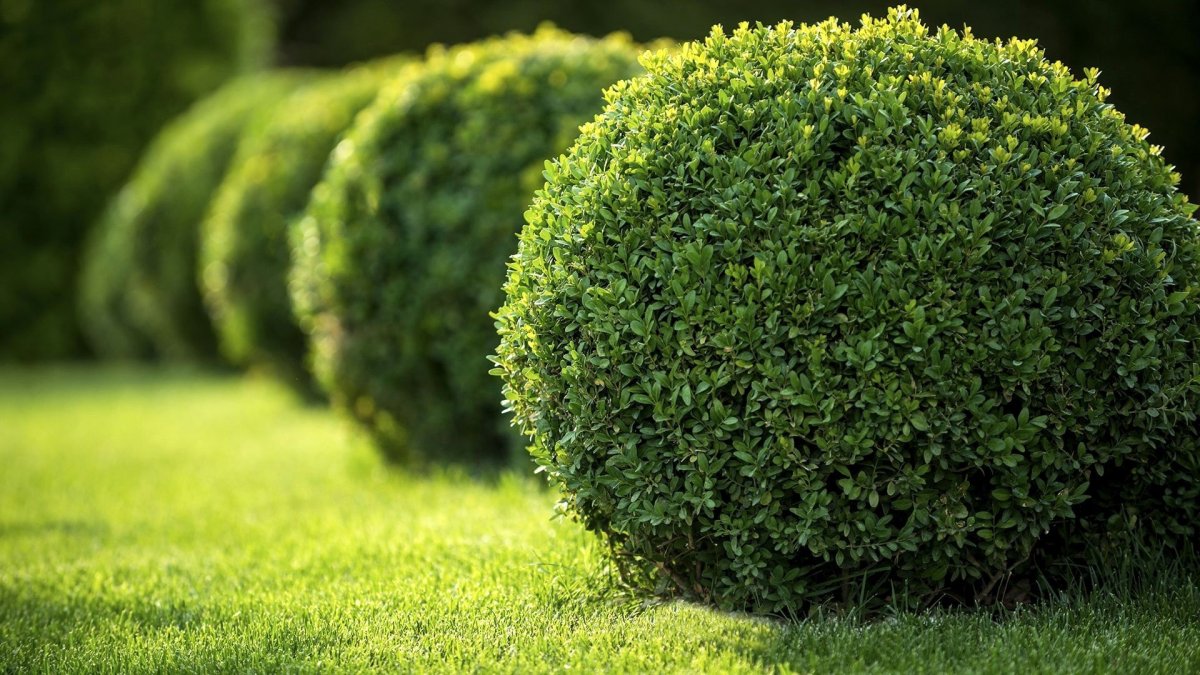 Самшит мелколистный Buxus