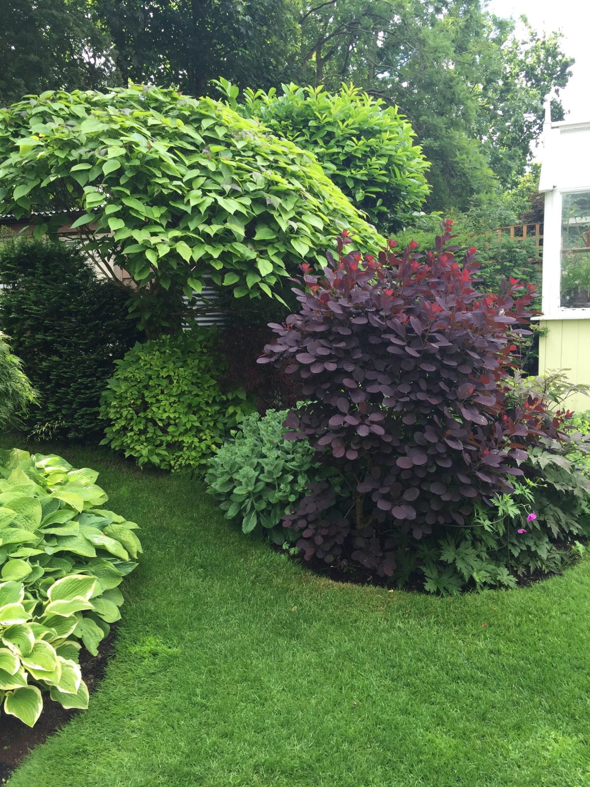 Пузыреплодник и дерен